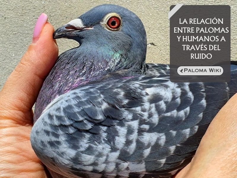 La relación entre palomas y humanos a través del ruido