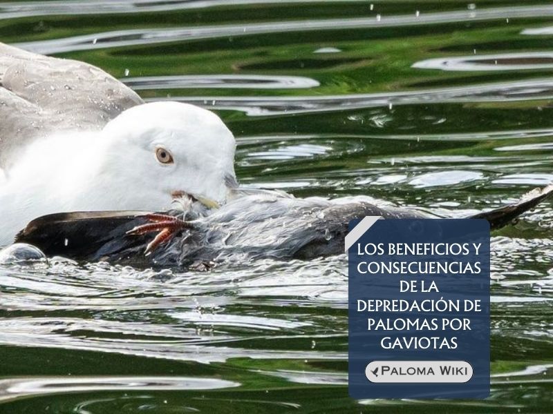 Los beneficios y consecuencias de la depredación de palomas por gaviotas