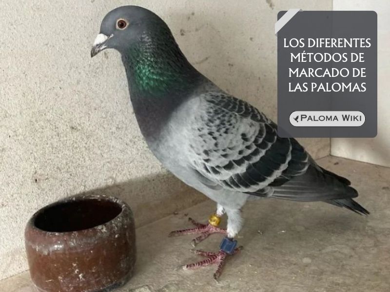 Los diferentes métodos de marcado de las palomas