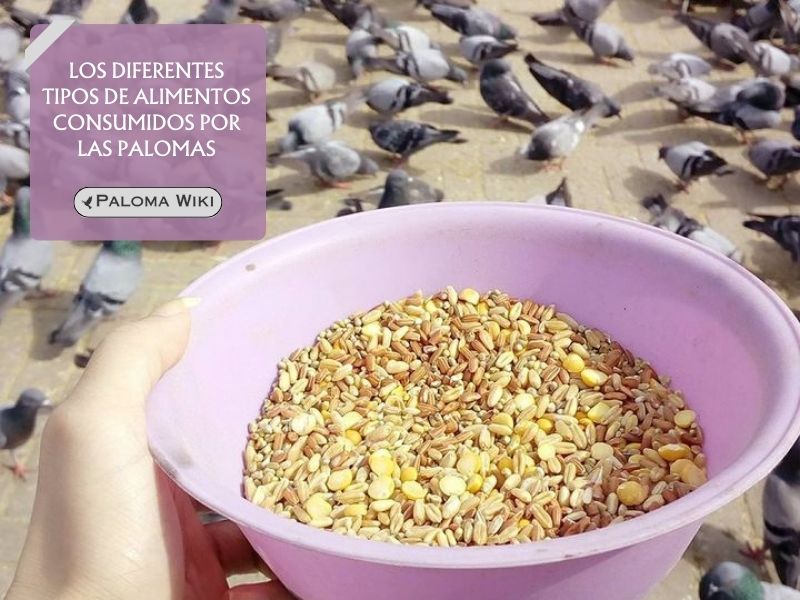 Los diferentes tipos de alimentos consumidos por las palomas