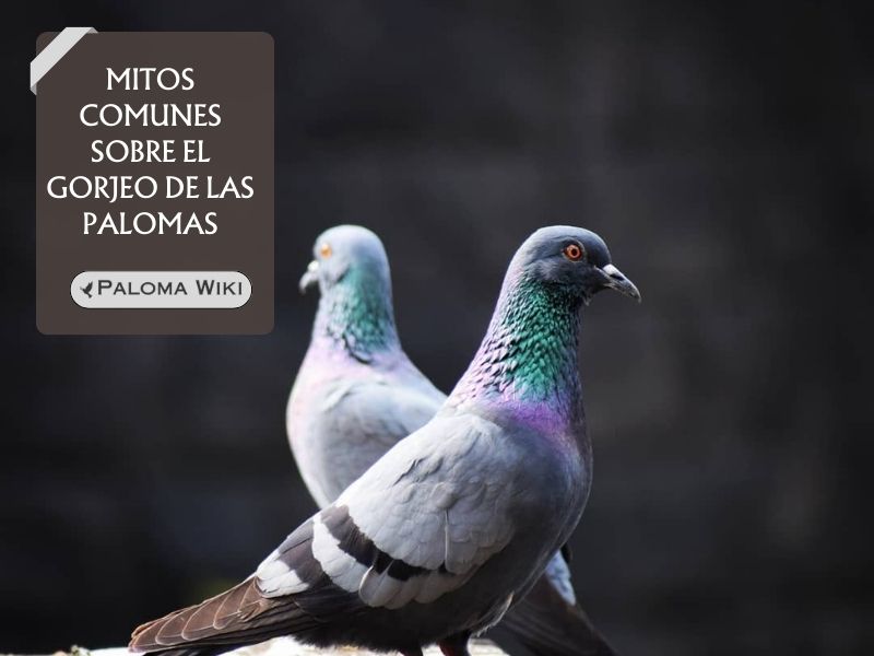 Mitos comunes sobre el gorjeo de las palomas