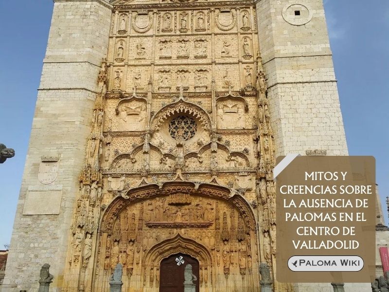 Mitos y creencias sobre la ausencia de palomas en el centro de Valladolid