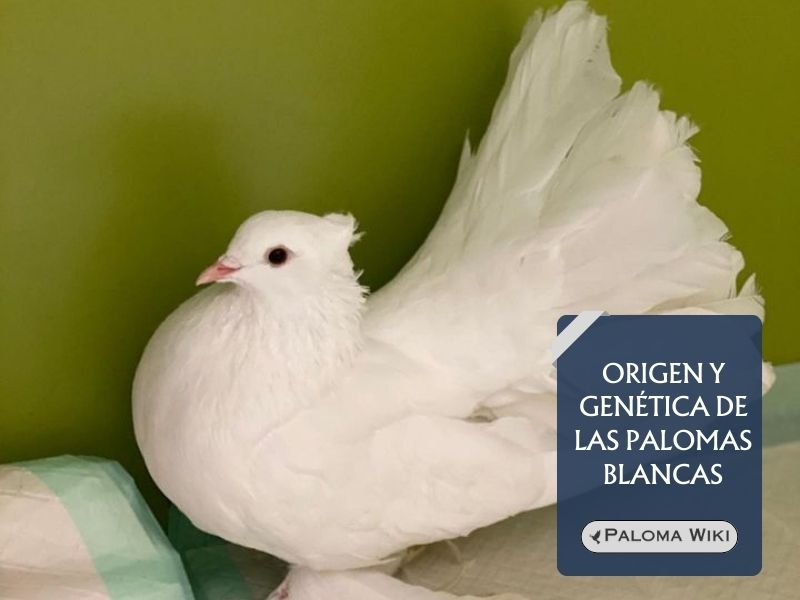 Origen y genética de las palomas blancas