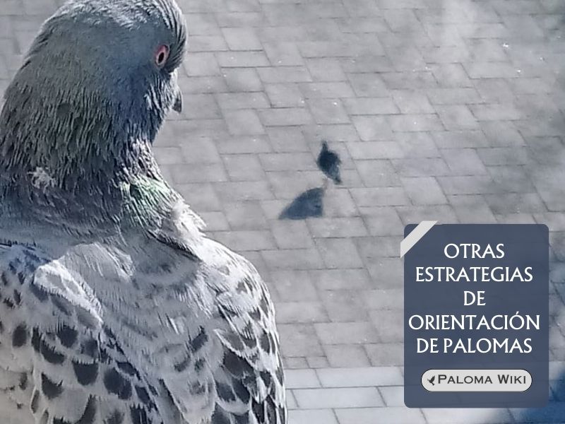 Otras estrategias de orientación de palomas