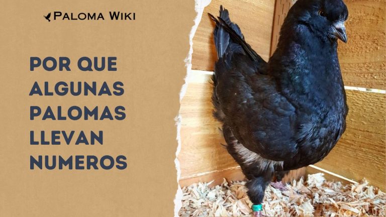 Por Que Algunas Palomas Llevan Numeros