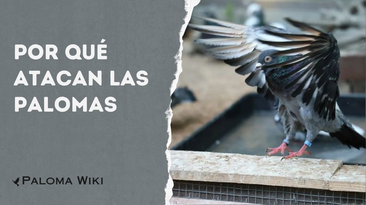 Por Qué Atacan Las Palomas?