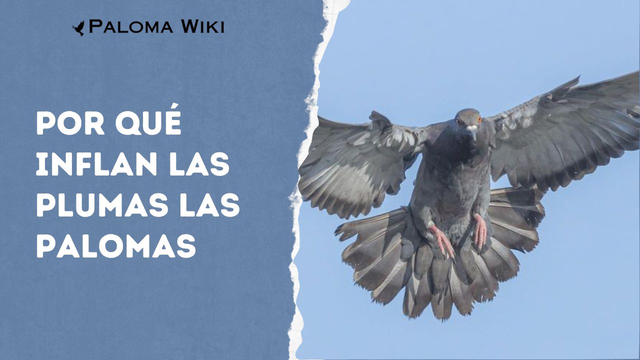 Por Qué Inflan Las Plumas Las Palomas