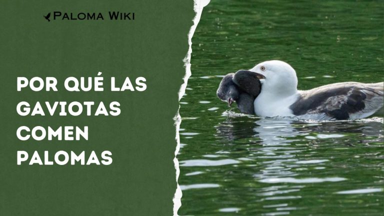 Por Qué Las Gaviotas Comen Palomas