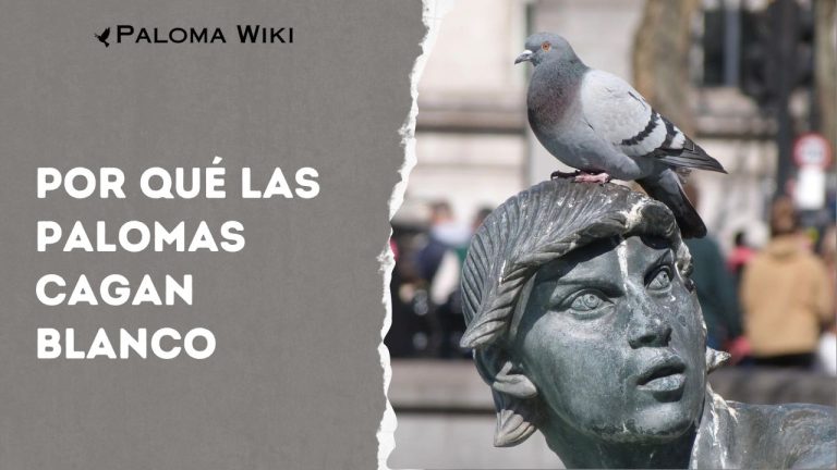 Por Qué Las Palomas Cagan Blanco