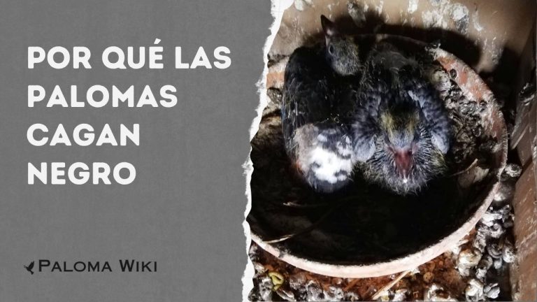 Por Qué Las Palomas Cagan Negro?