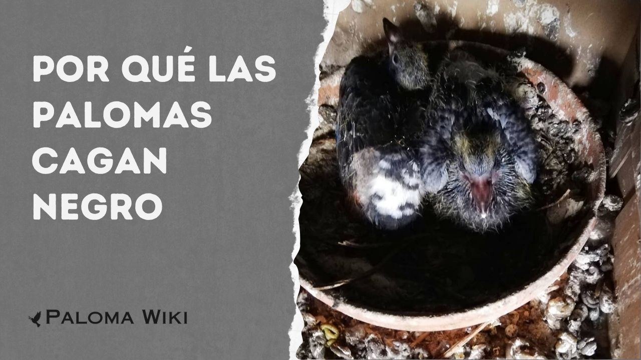 Por Qué Las Palomas Cagan Negro