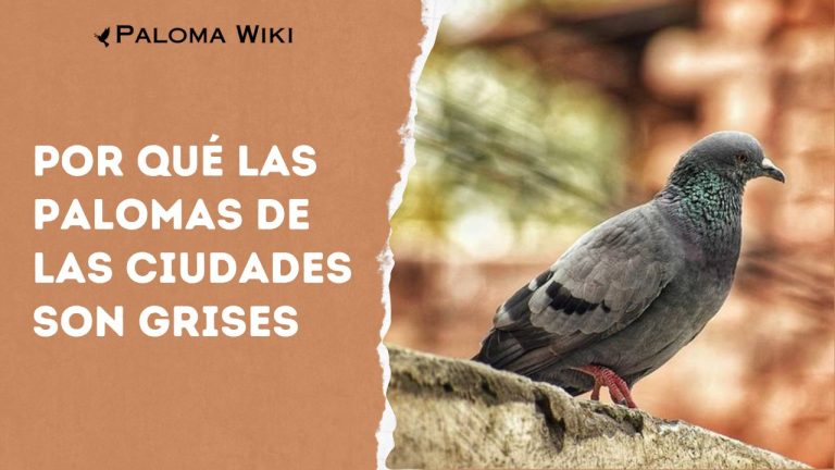 Por Qué Las Palomas De Las Ciudades Son Grises