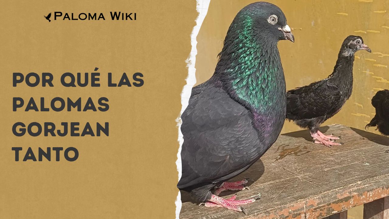 Por Qué Las Palomas Gorjean Tanto