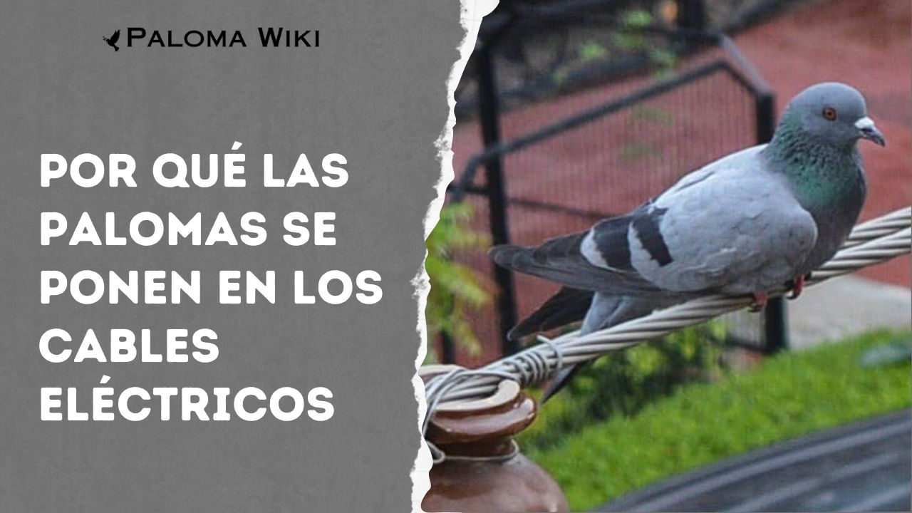 Por Qué Las Palomas Se Ponen en Los Cables Eléctricos