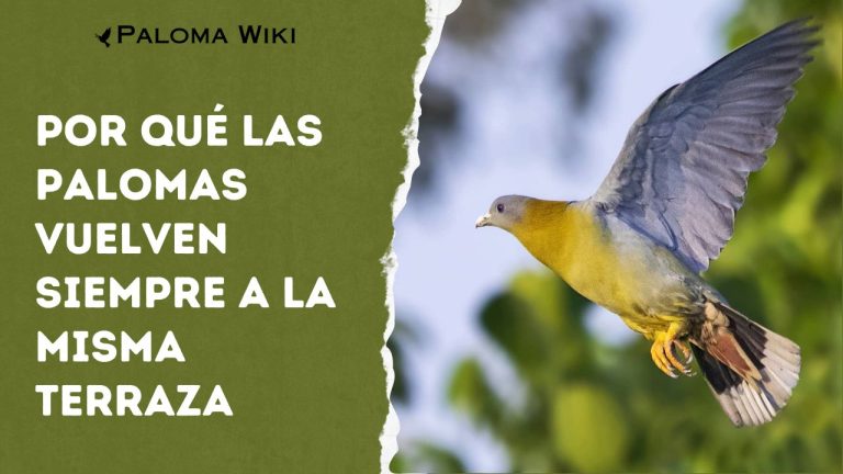 Por Qué Las Palomas Vuelven Siempre a La Misma Terraza