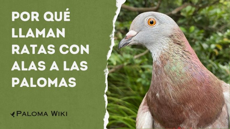 Por Qué Llaman Ratas Con Alas a Las Palomas?