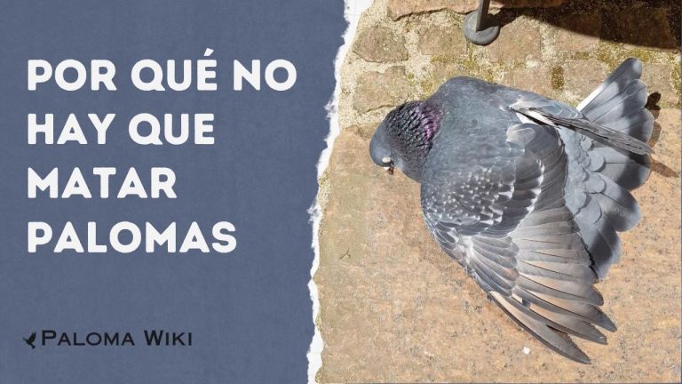 Por Qué No Hay Que Matar Palomas