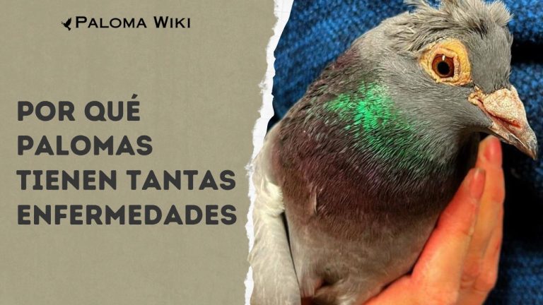 Por Qué Palomas Tienen Tantas Enfermedades