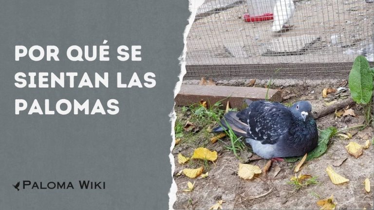 Por Qué Se Sientan Las Palomas?