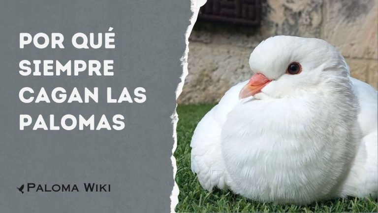 Por Qué Siempre Cagan Las Palomas