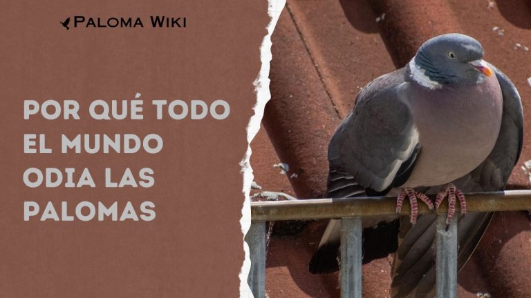 Por Qué Todo El Mundo Odia Las Palomas