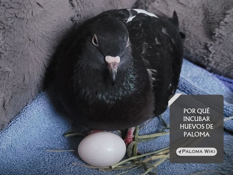 Por qué incubar huevos de paloma