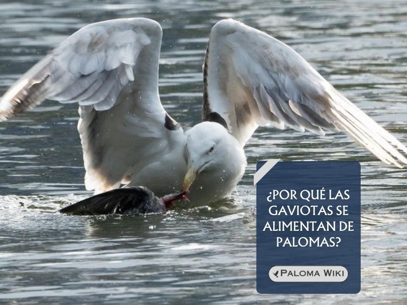 ¿Por qué las gaviotas se alimentan de palomas?