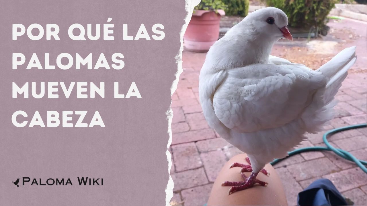 ¿Por qué las palomas mueven la cabeza?