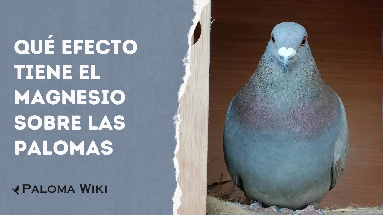 Qué Efecto Tiene El Magnesio Sobre Las Palomas?