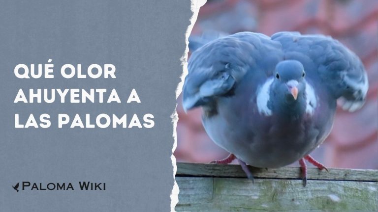 Qué Olor Ahuyenta a Las Palomas