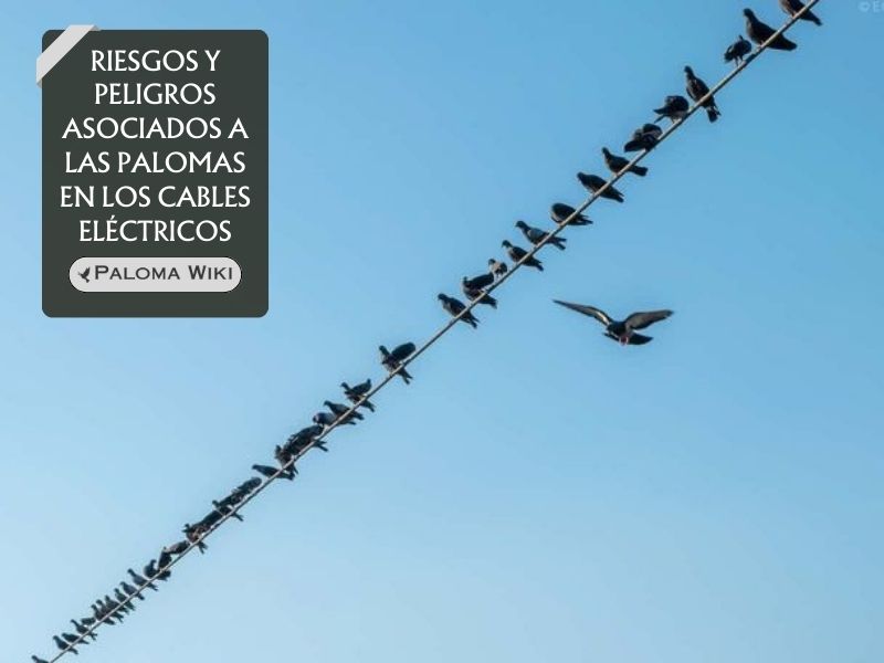 Riesgos y peligros asociados a las palomas en los cables eléctricos