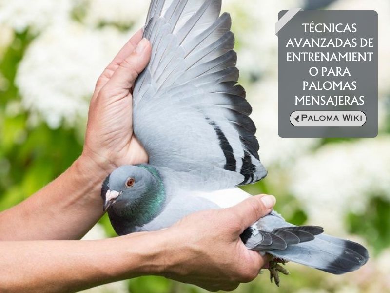 Técnicas avanzadas de entrenamiento para palomas mensajeras