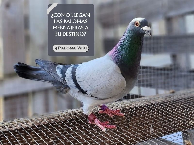 ¿Cómo llegan las palomas mensajeras a su destino?