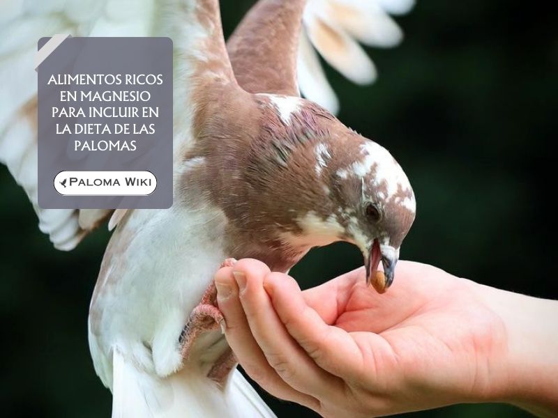 Alimentos ricos en magnesio para incluir en la dieta de las palomas