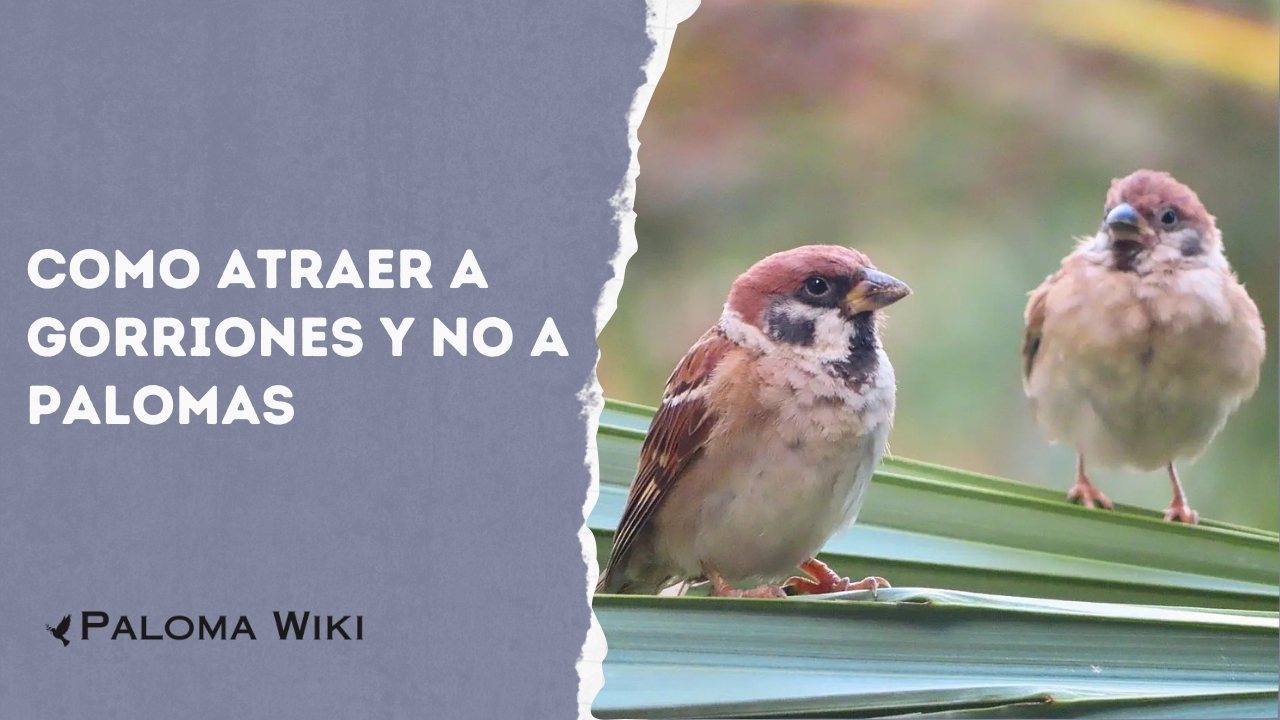 Como Atraer a Gorriones Y No a Palomas?