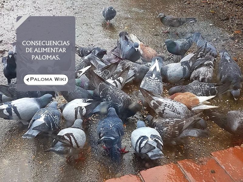 Consecuencias de alimentar palomas.