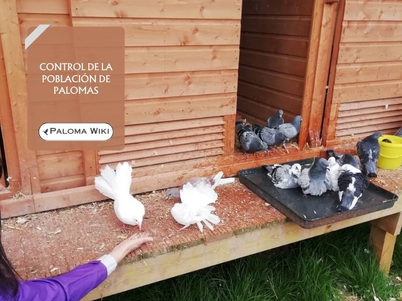 Control de la población de palomas