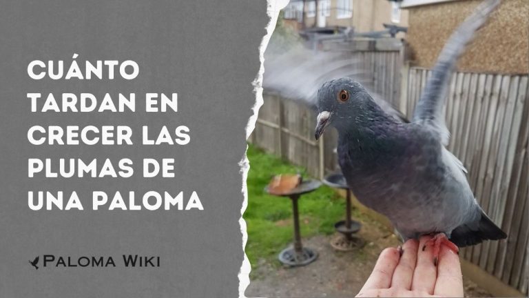 Cuánto Tardan en Crecer Las Plumas De Una Paloma