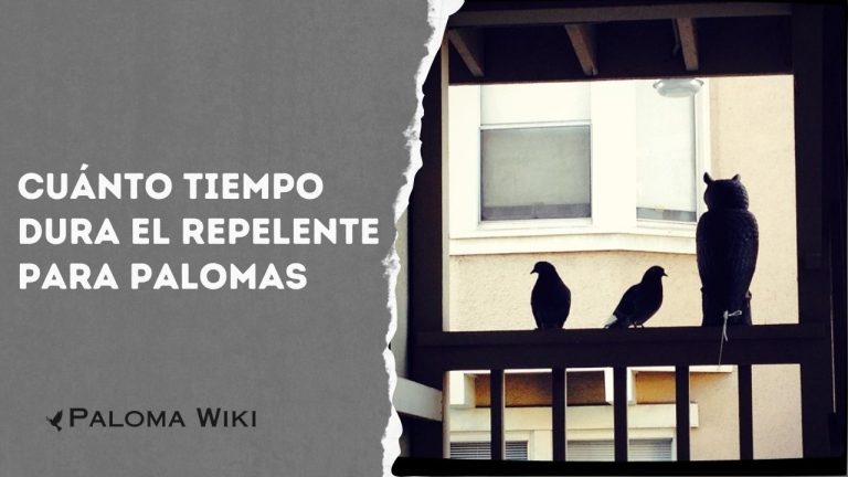 Cuánto Tiempo Dura El Repelente Para Palomas?