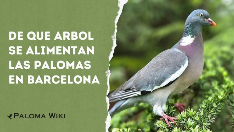 De Que Arbol Se Alimentan Las Palomas en Barcelona