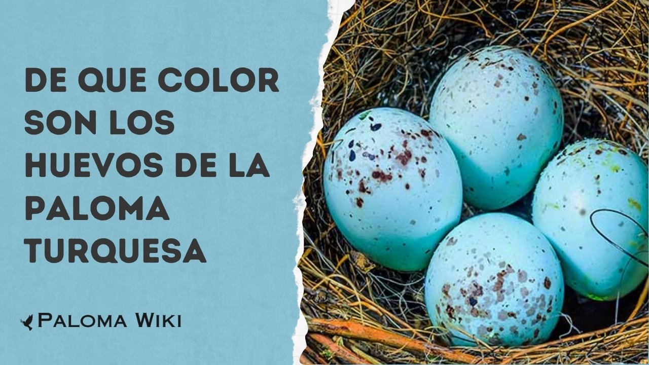 De Que Color Son Los Huevos De La Paloma Turquesa