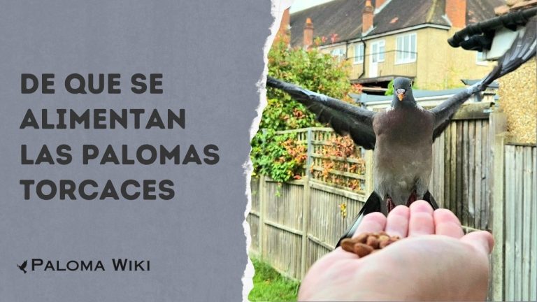 De Que Se Alimentan Las Palomas Torcaces