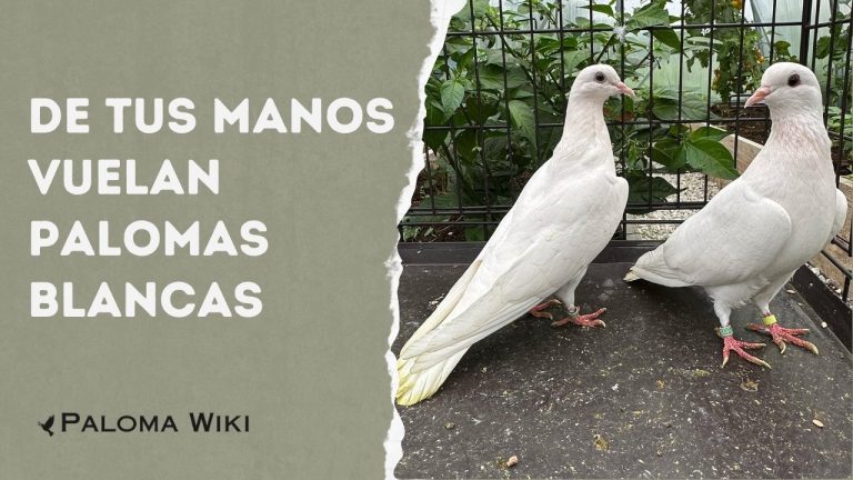 De Tus Manos Vuelan Palomas Blancas?