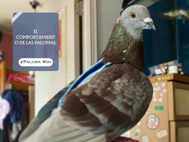 El comportamiento de las palomas.