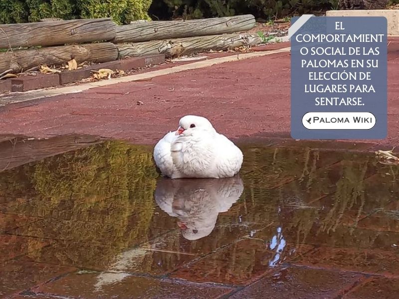 El comportamiento social de las palomas en su elección de lugares para sentarse.