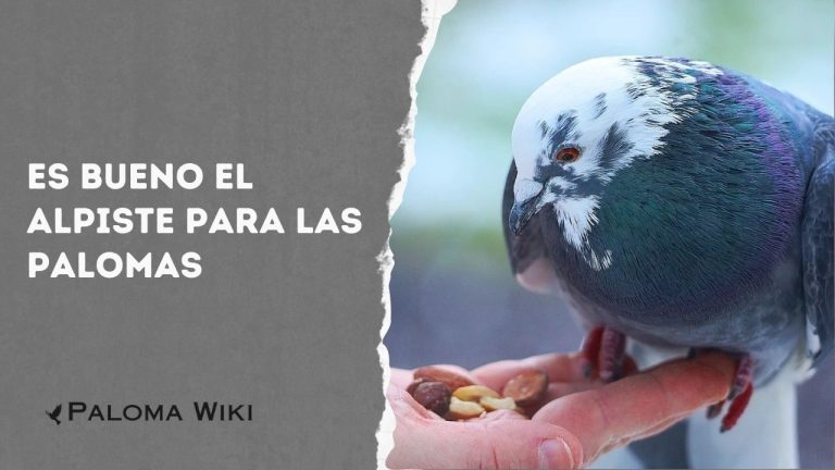 Es Bueno El Alpiste Para Las Palomas?