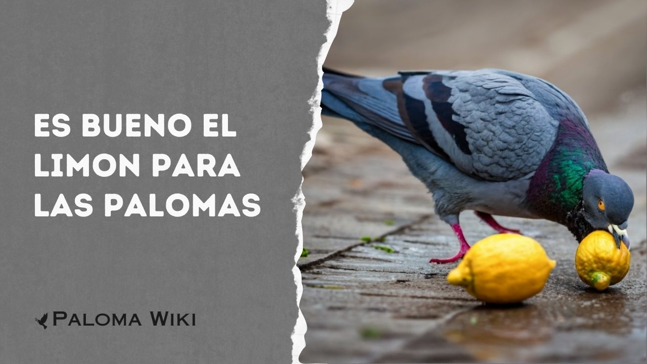 Es Bueno El Limon Para Las Palomas?