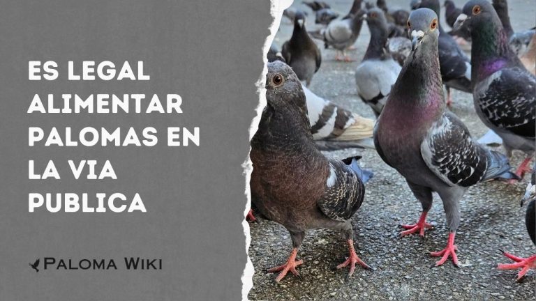 Es Legal Alimentar Palomas en La via Publica