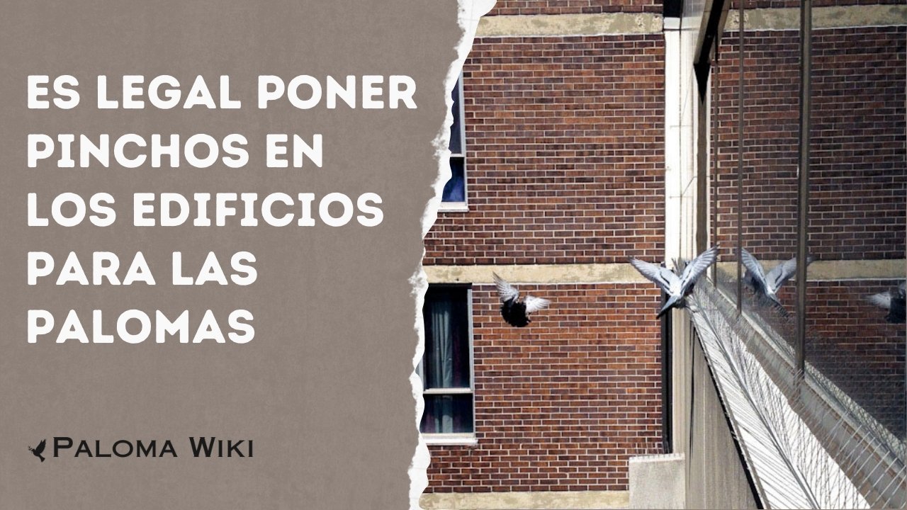 Es Legal Poner Pinchos en Los Edificios Para Las Palomas