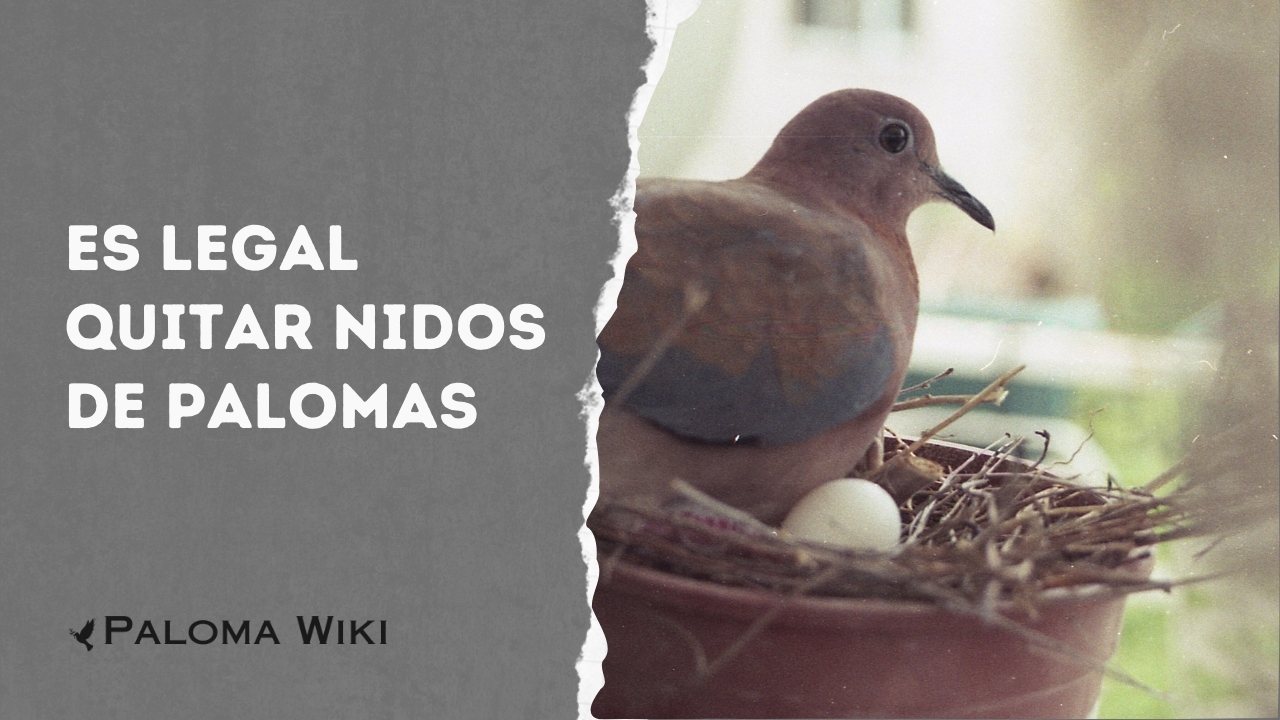 Es Legal Quitar Nidos De Palomas